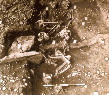 A photo of the four juvenile skeletons